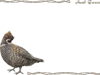 （蝦夷雷鳥）エゾ ライチョウの年賀状／非商用無料イラスト