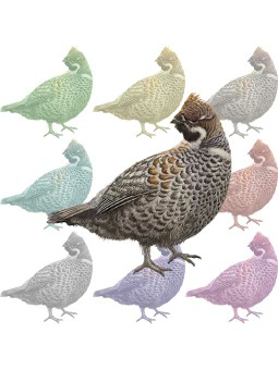 ポスカ・蝦夷雷鳥／条件付フリー素材