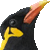 Hill Myna, Gracula thumbnail