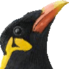 九官鳥・あいこん