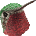 喉赤蜂鳥のアイコン