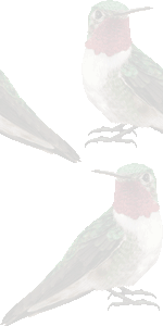 喉赤蜂鳥の壁紙／条件付きフリー画像