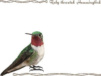 （喉赤蜂鳥）ノドアカ ハチドリの年賀状／非商用無料イラスト