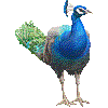 いんどくじゃくのあいこん