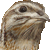 Japanese Quail thumbnail