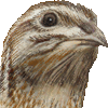 ウズラ・あいこん