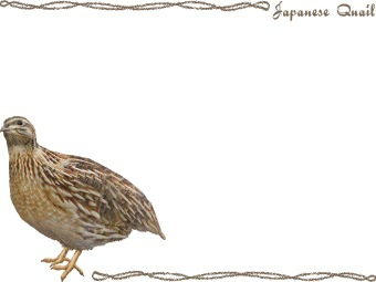 (鶉) ウズラの年賀状／非商用無料イラスト