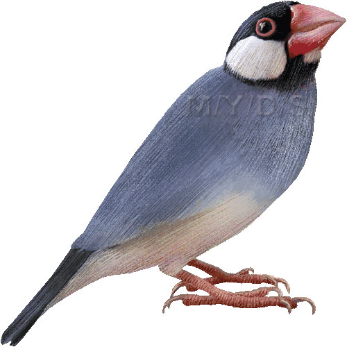 （文鳥）ブンチョウのイラスト／条件付フリー素材集