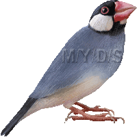 文鳥のイラスト／フリー素材（条件付）