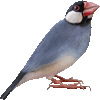 ぶんちょうのあいこん