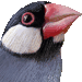 てのりぶんちょう・アイコン