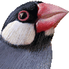 ブンチョウ・あいこん
