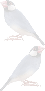 手乗り文鳥の壁紙／条件付きフリー画像