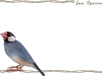 （文鳥）ブンチョウの年賀状／非商用無料イラスト