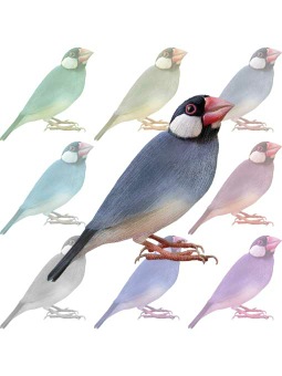 ポスカ・手乗り文鳥／条件付フリー素材