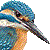 Common Kingfisher thumbnail