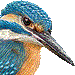 カワセミ・アイコン