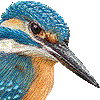カワセミ・あいこん