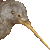 Little Spotted Kiwi, Little Gray Kiwi thumbnail