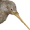 コマダラキーウィ・あいこん