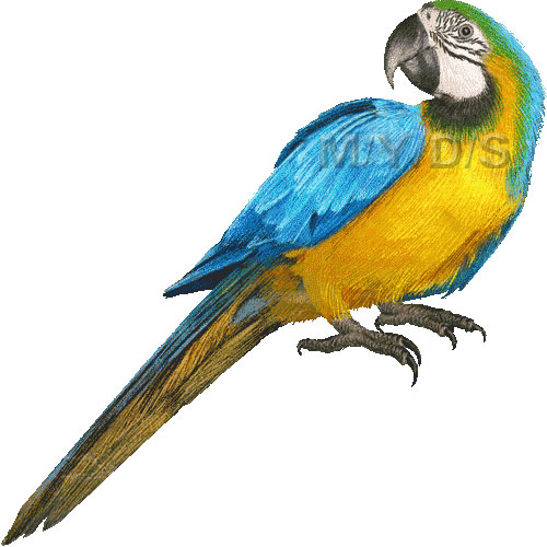 （瑠璃金剛鸚哥）ルリコンゴウインコのイラスト／条件付フリー素材集