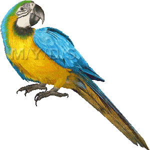 ルリコンゴウインコのイラスト／無料素材集（条件付）