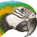 コンゴウインコ・アイコン