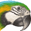 ルリコンゴウインコ・あいこん