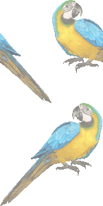 ルリコンゴウインコの壁紙／非営利無料イラスト