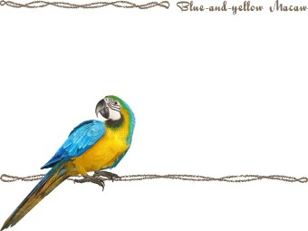 （瑠璃金剛鸚哥）ルリ コンゴウインコの年賀状／非商用無料イラスト