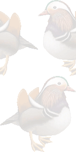 鴛鴦の壁紙／条件付きフリー画像