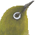 Japanese White-eye, Mejiro thumbnail