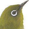 メジロ・あいこん