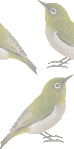 メジロの壁紙／非営利無料イラスト