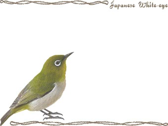 （目白）メジロの年賀状／非商用無料イラスト