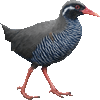 ヤンバルクイナ・あいこん
