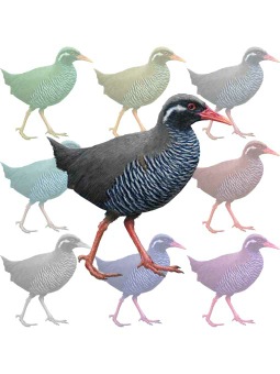 （山原水鶏）ヤンバルクイナのポストカード／無料イラスト