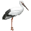 こうのとりのあいこん