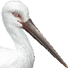 コウノトリ・あいこん