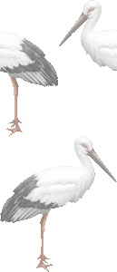 コウノトリの壁紙／非営利無料イラスト