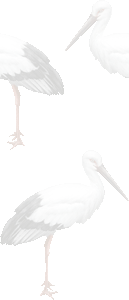 こうのとりの壁紙／条件付きフリー画像