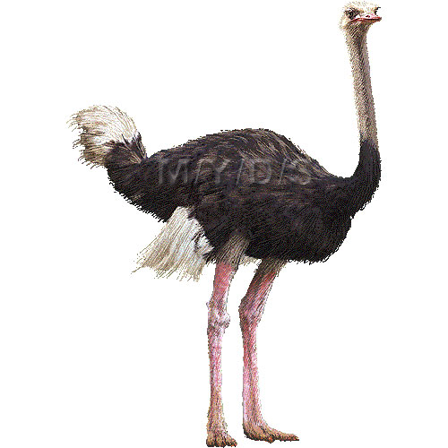 駝鳥／フリー素材