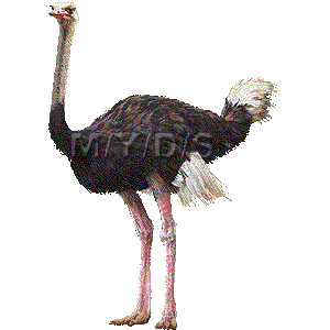 駝鳥／フリー素材集