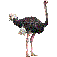 駝鳥／無料素材集