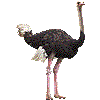 ダチョウ・あいこん