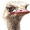 だちょうのあいこん