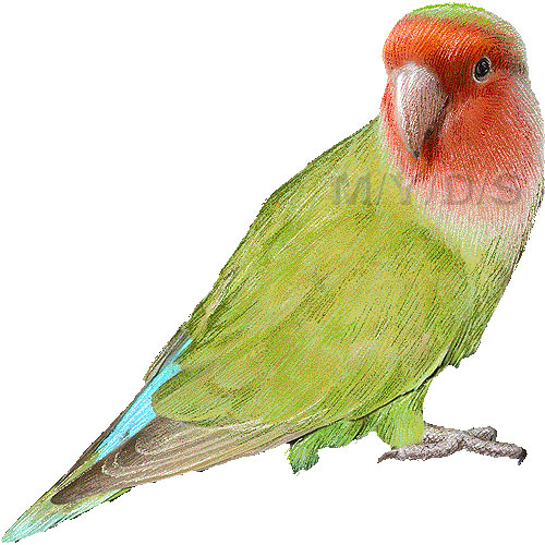 コザクラインコのイラスト／条件付フリー素材集