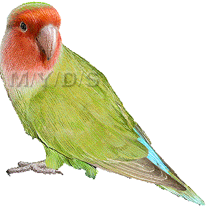 インコのイラスト／無料素材集（条件付）