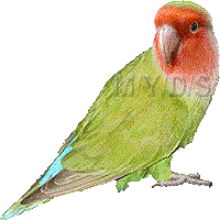 インコのイラスト／フリー素材（条件付）