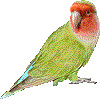 こざくらいんこのあいこん